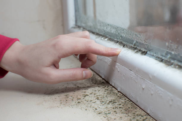 Trusted South Windham, CT Mold Removal Experts